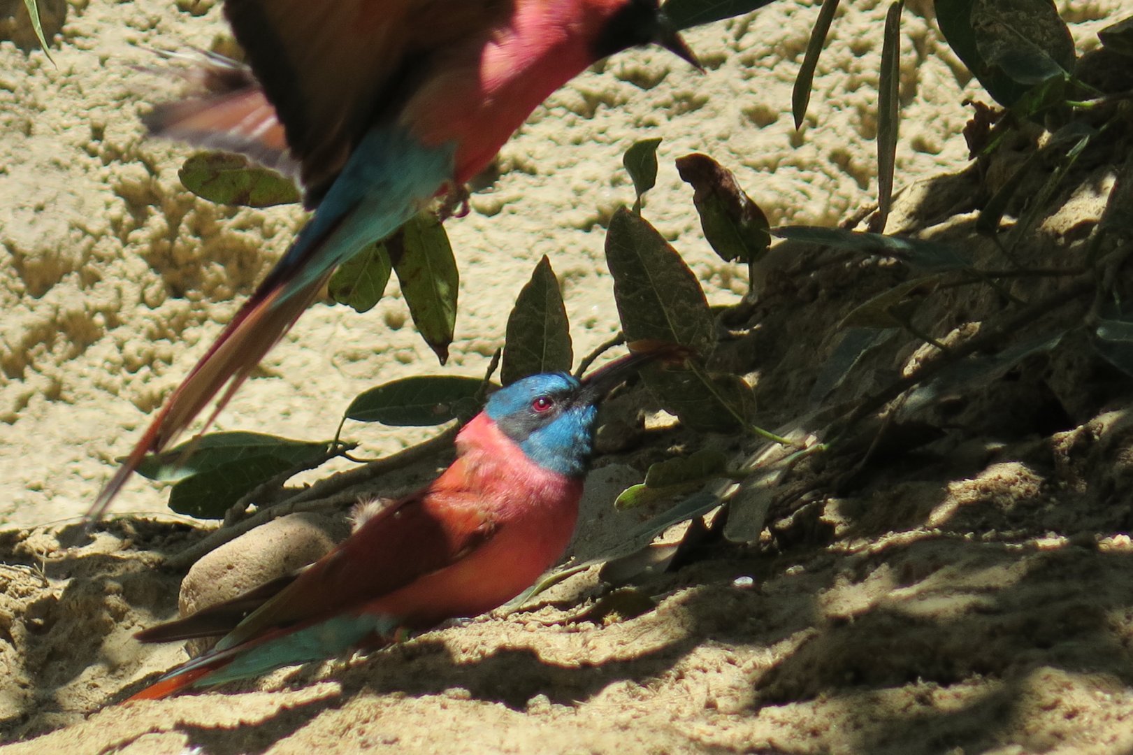 Northern Carmine Bee Eater (8/23/2024)