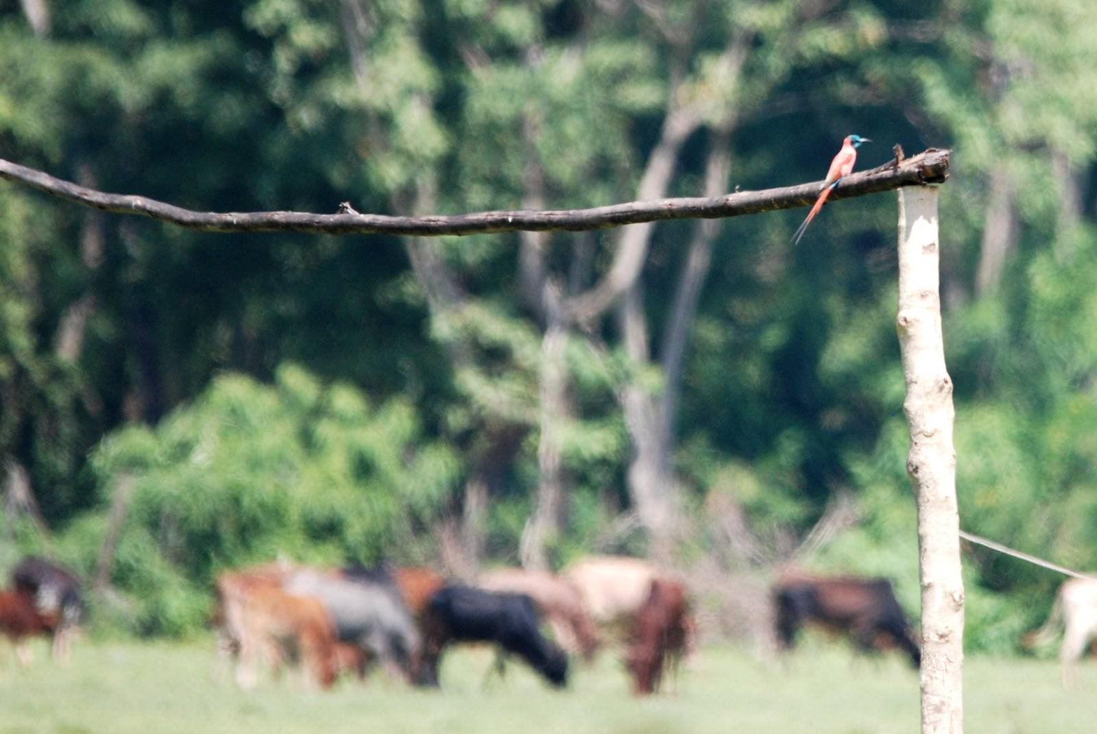 Northern Carmine Bee-eater at Bishangari Lodge, 14/10/14