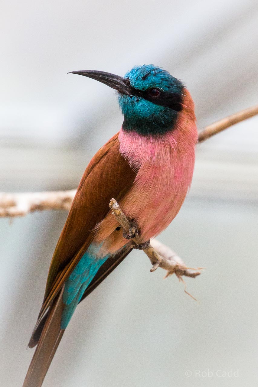 Northern carmine bee-eater : Birdland : 19 Apr 2015