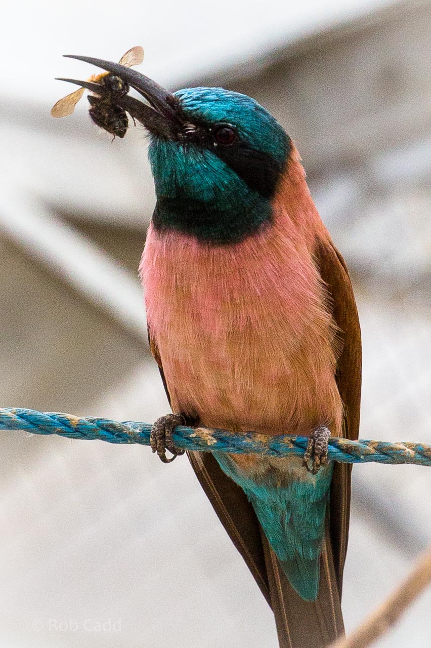 Northern carmine bee-eater : Birdland : 19 Apr 2015