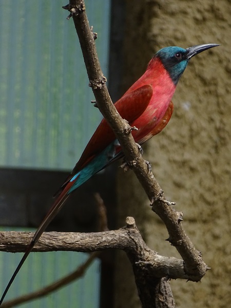 Northern Carmine bee-eater (Merops nubicus) (07/22)