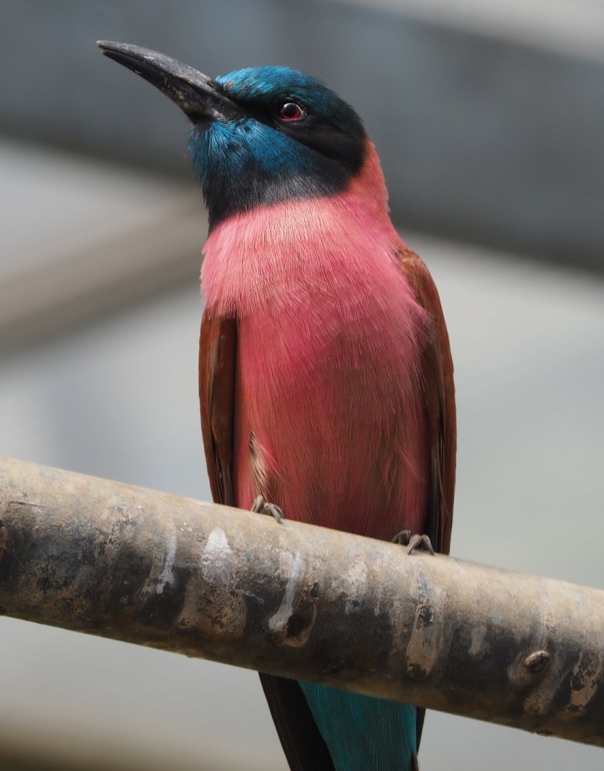 Northern carmine bee-eater (Merops nubicus), 2020-06-20