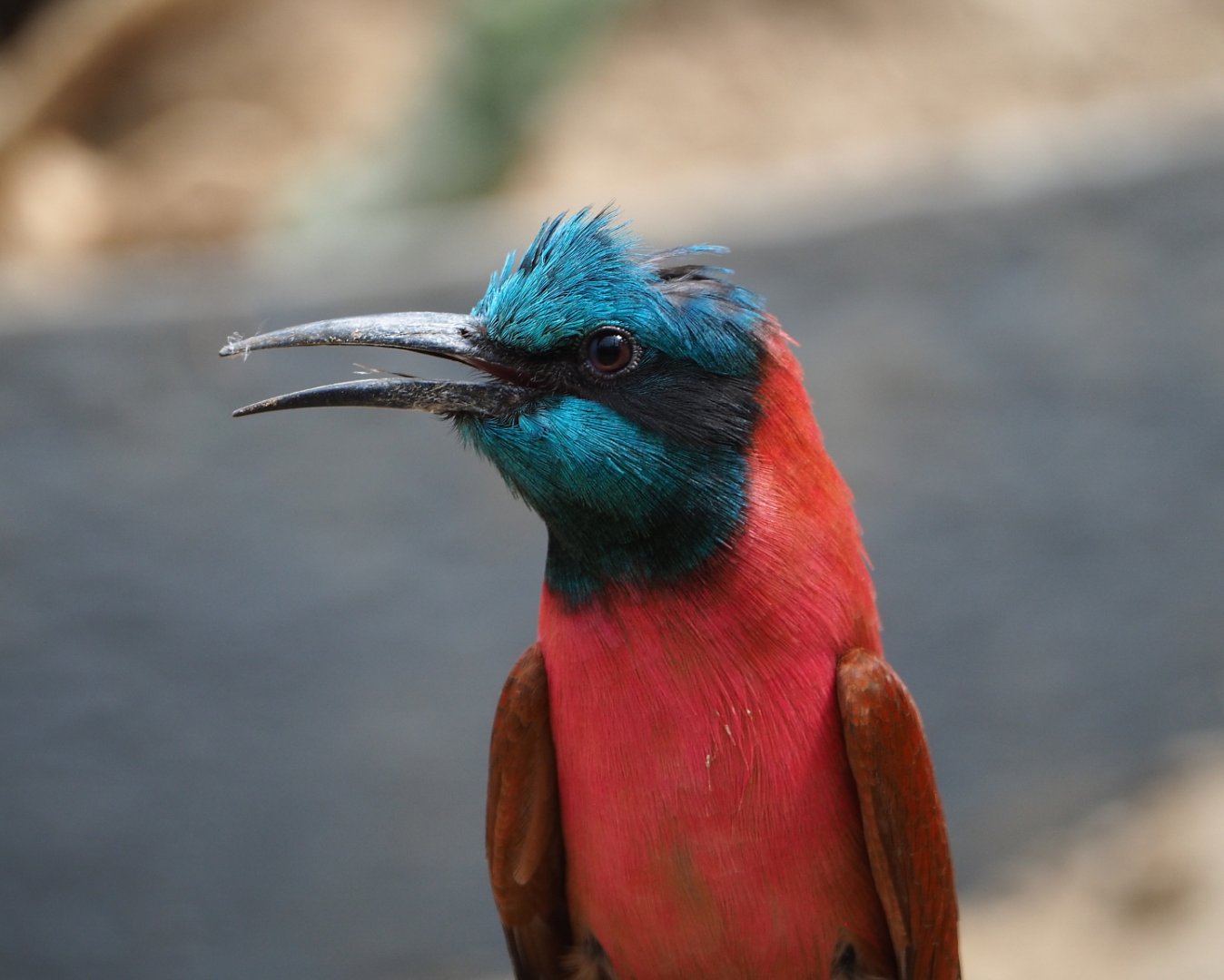 Northern carmine bee-eater (Merops nubicus), 2021-06-15