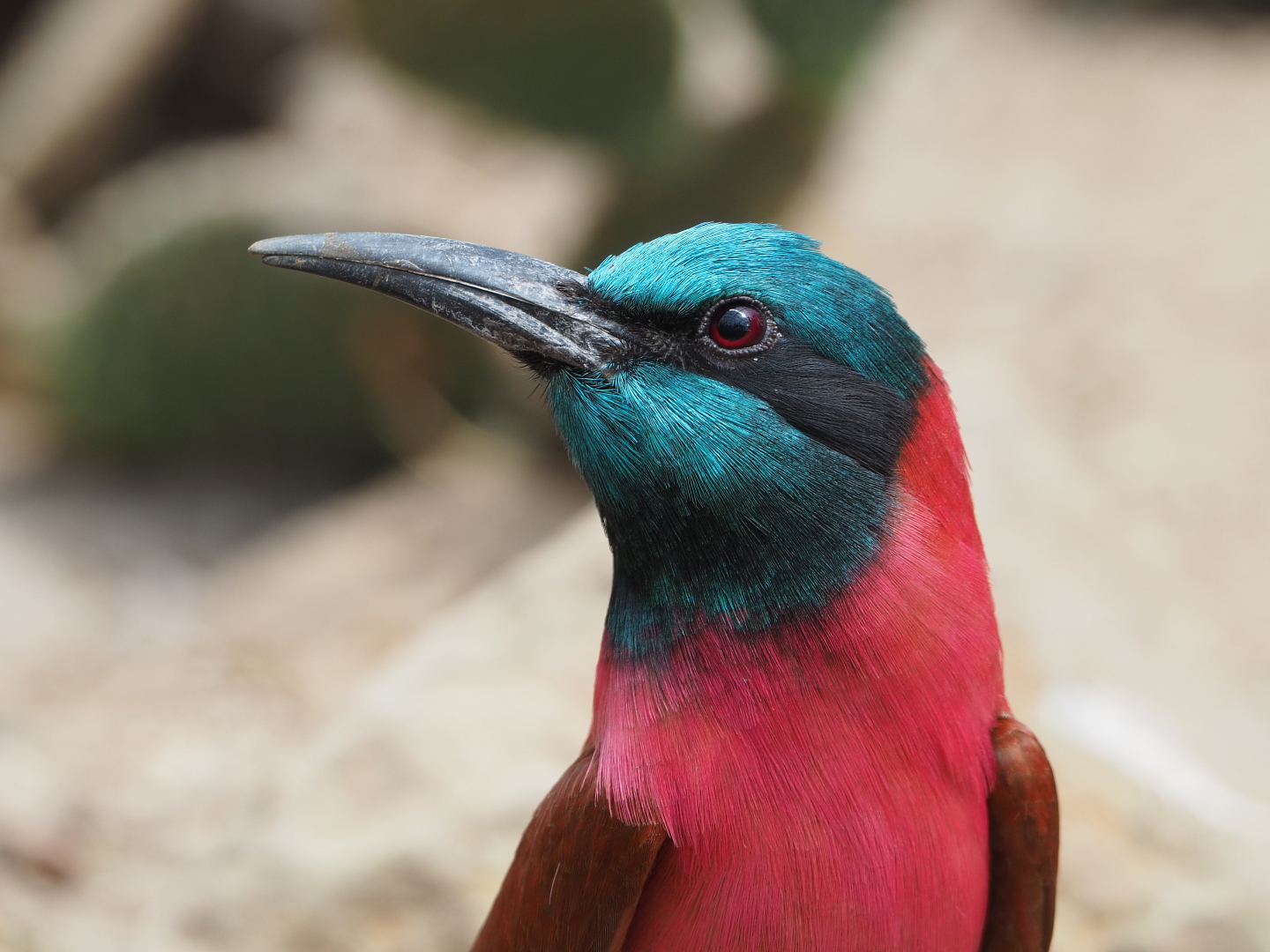 Northern carmine bee-eater (Merops nubicus), 2021-06-15