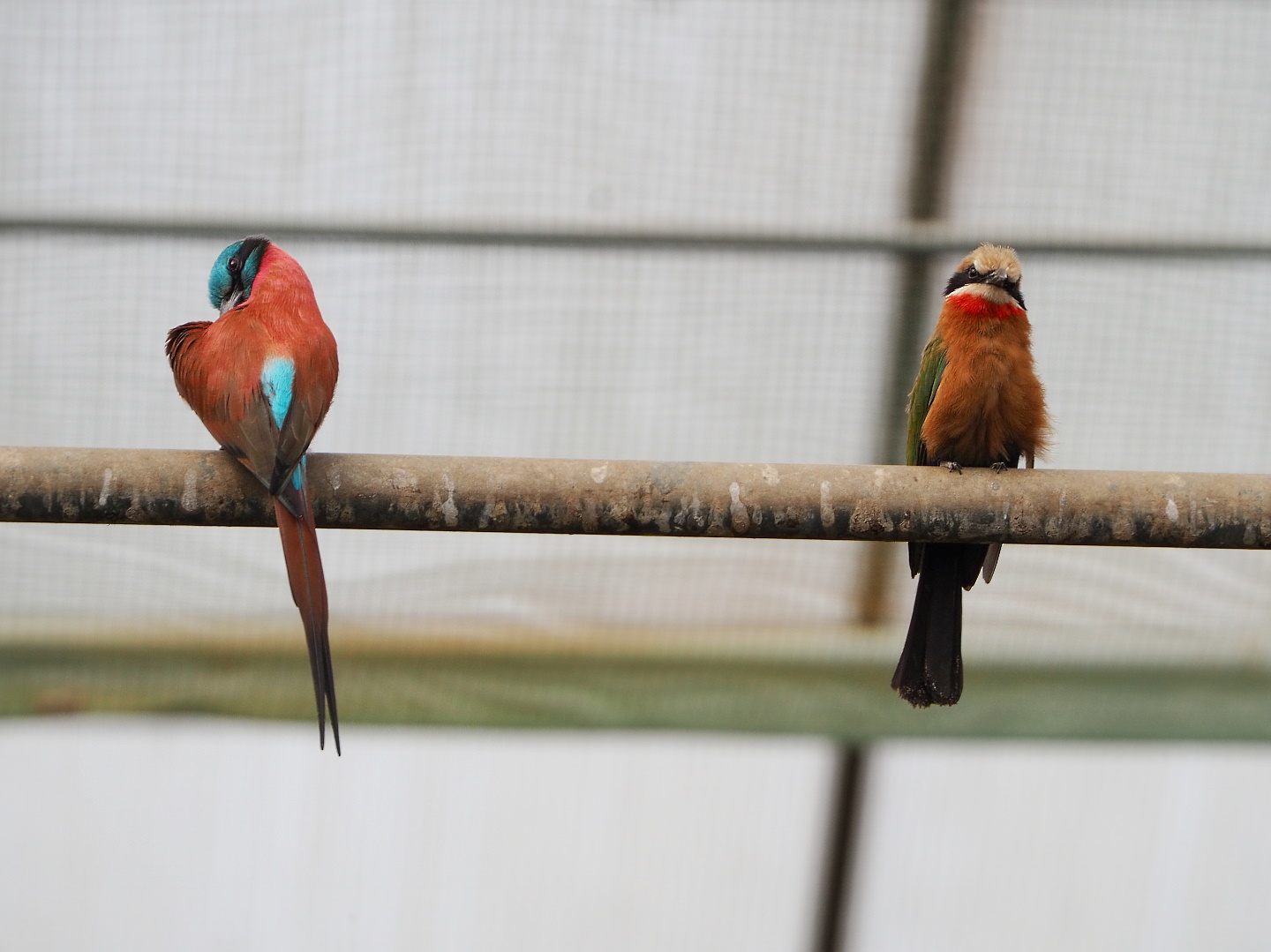 Northern carmine bee-eater (Merops nubicus) and White-fronted bee-eater (M. bullockoides), 2021-06-15