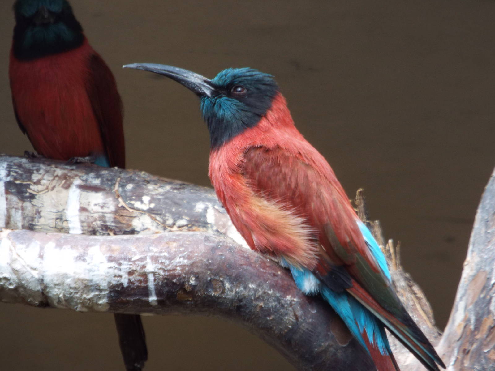 Northern Carmine Bee-eater (Merops nubicus) at Zoo Berlin - 6th April 2014