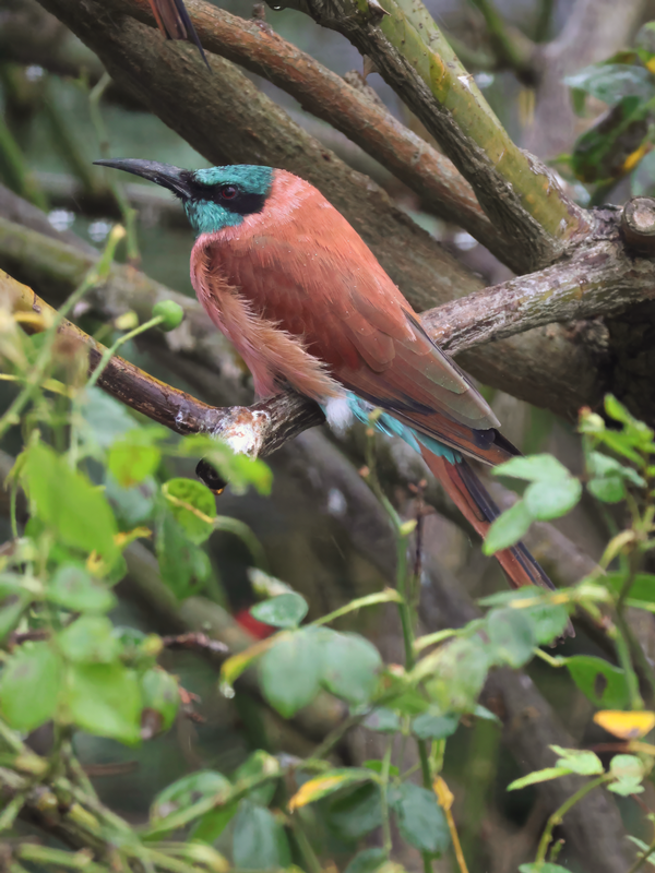 Northern carmine bee-eater (Merops nubicus) - Brook Valley Zoo