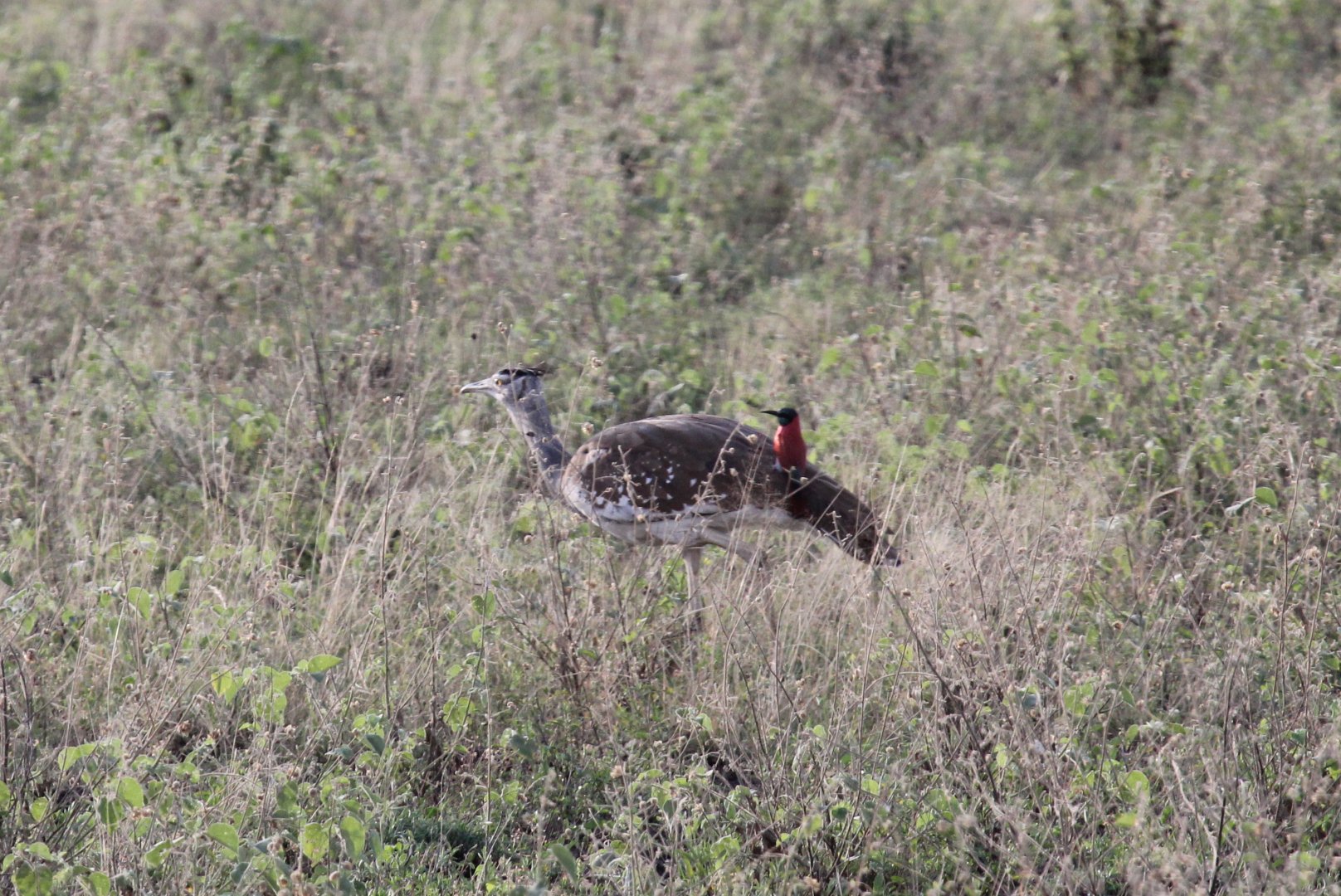 northern carmine bee-eater (Merops nubicus) hitching a ride on a kori bustard (Ardeotis kori)