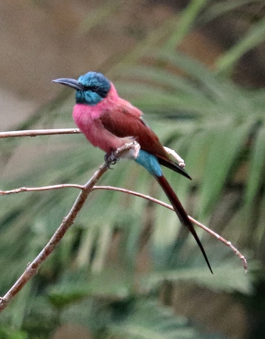 Northern carmine bee-eater (Merops nubicus) - Tropen-Aquarium