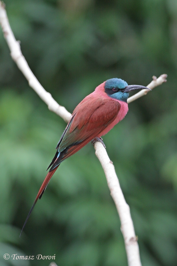 Northern Carmine Bee-eater (Merops nubicus)