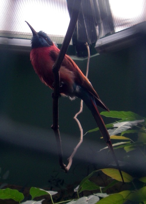Northern Carmine Bee-eater (Merops nubicus)