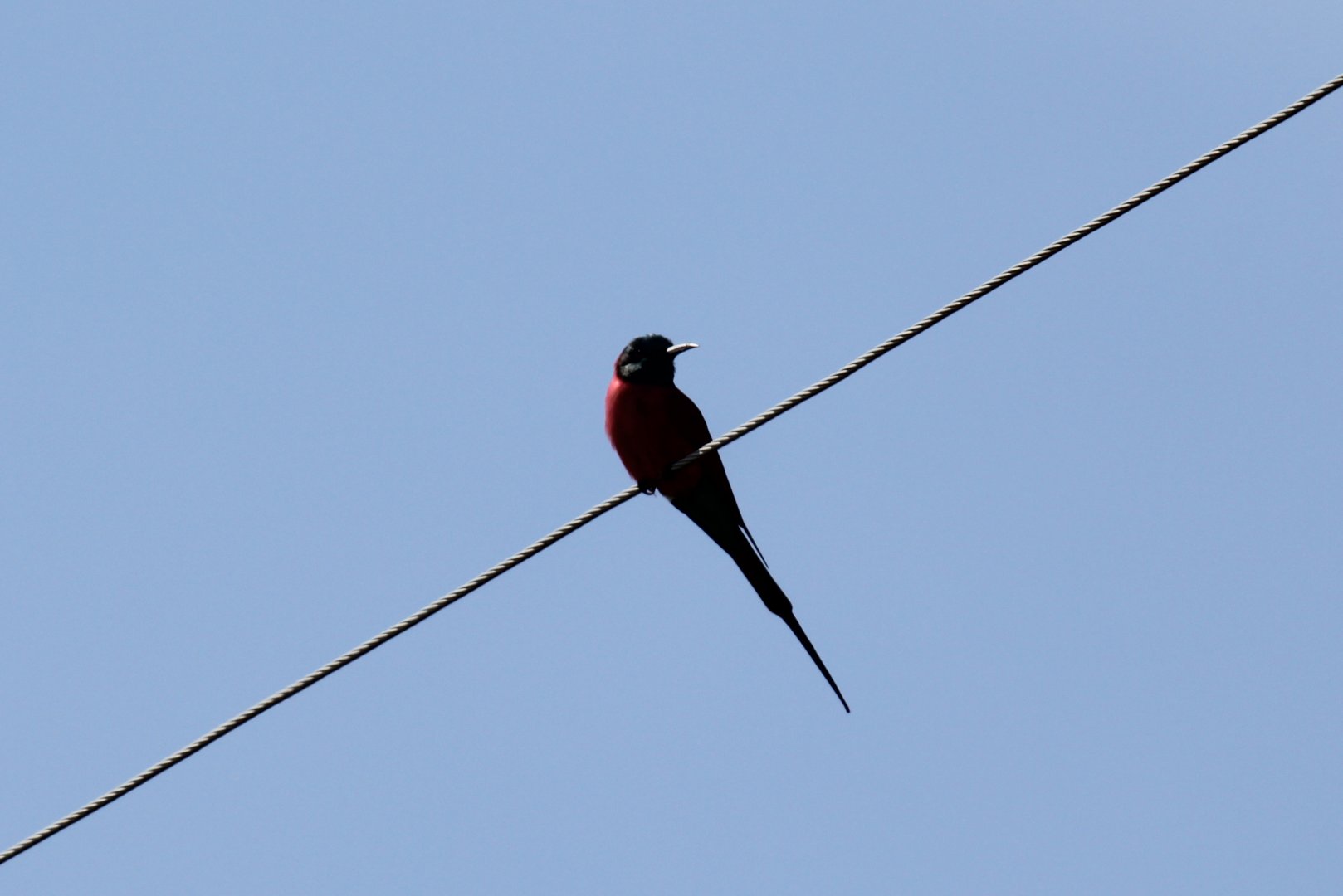 northern carmine bee-eater (Merops nubicus)