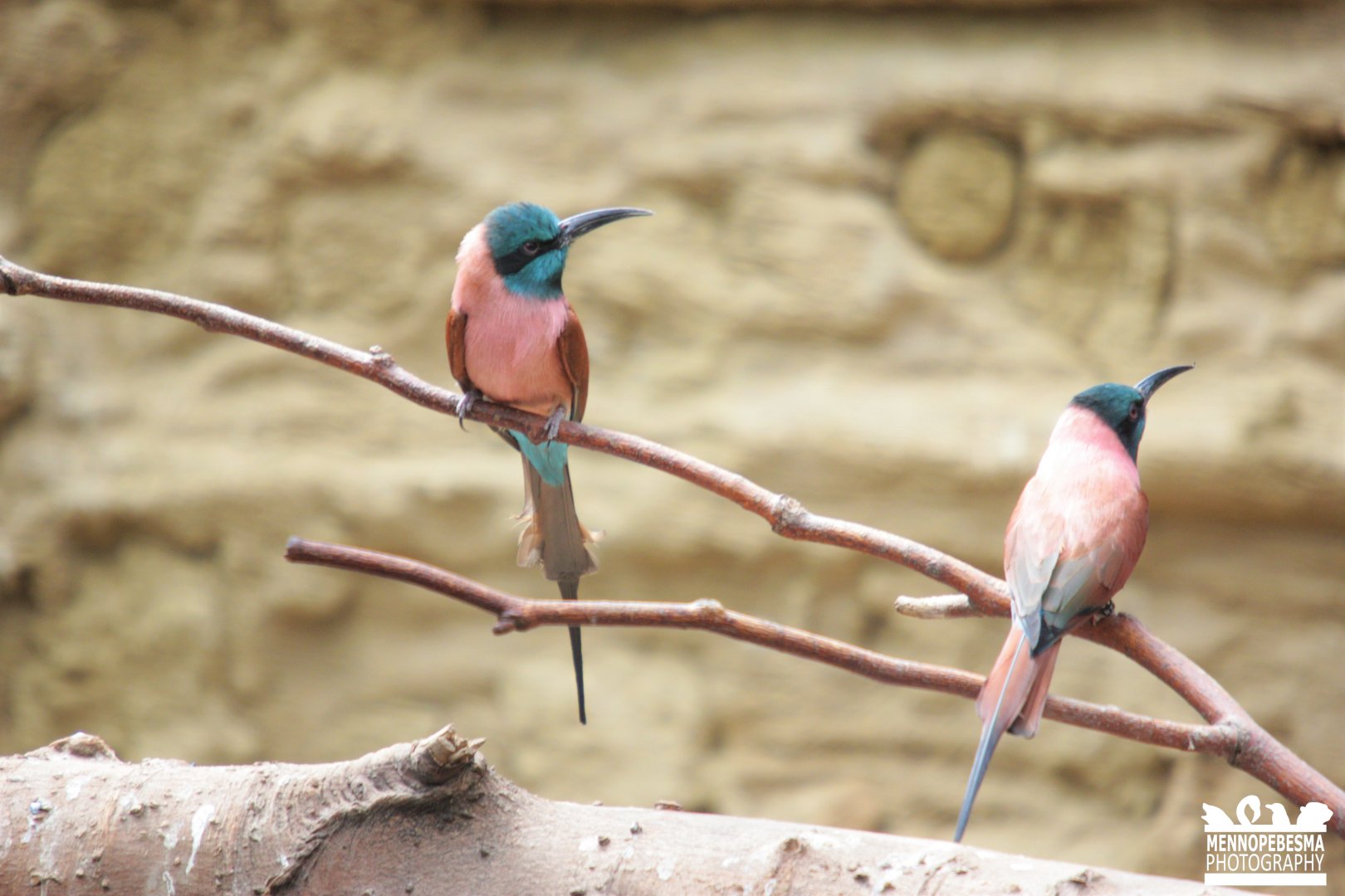 Northern Carmine bee-eater (Merops nubicus)