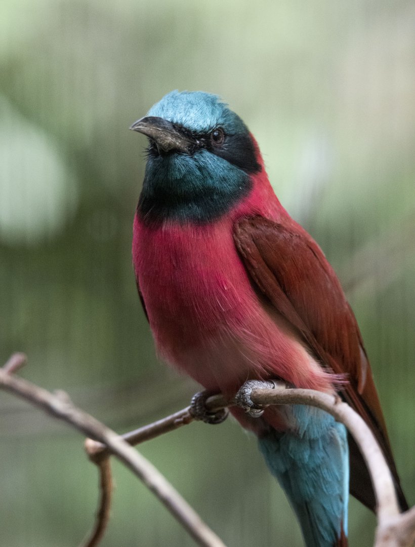 Northern Carmine bee-eater (Merops nubicus)
