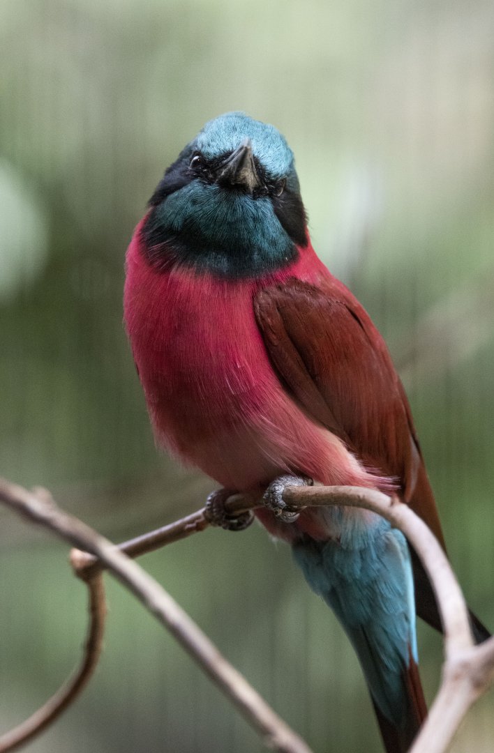 Northern Carmine bee-eater (Merops nubicus)