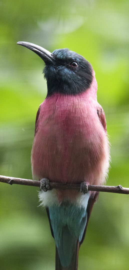 Northern Carmine bee-eater (Merops nubicus)
