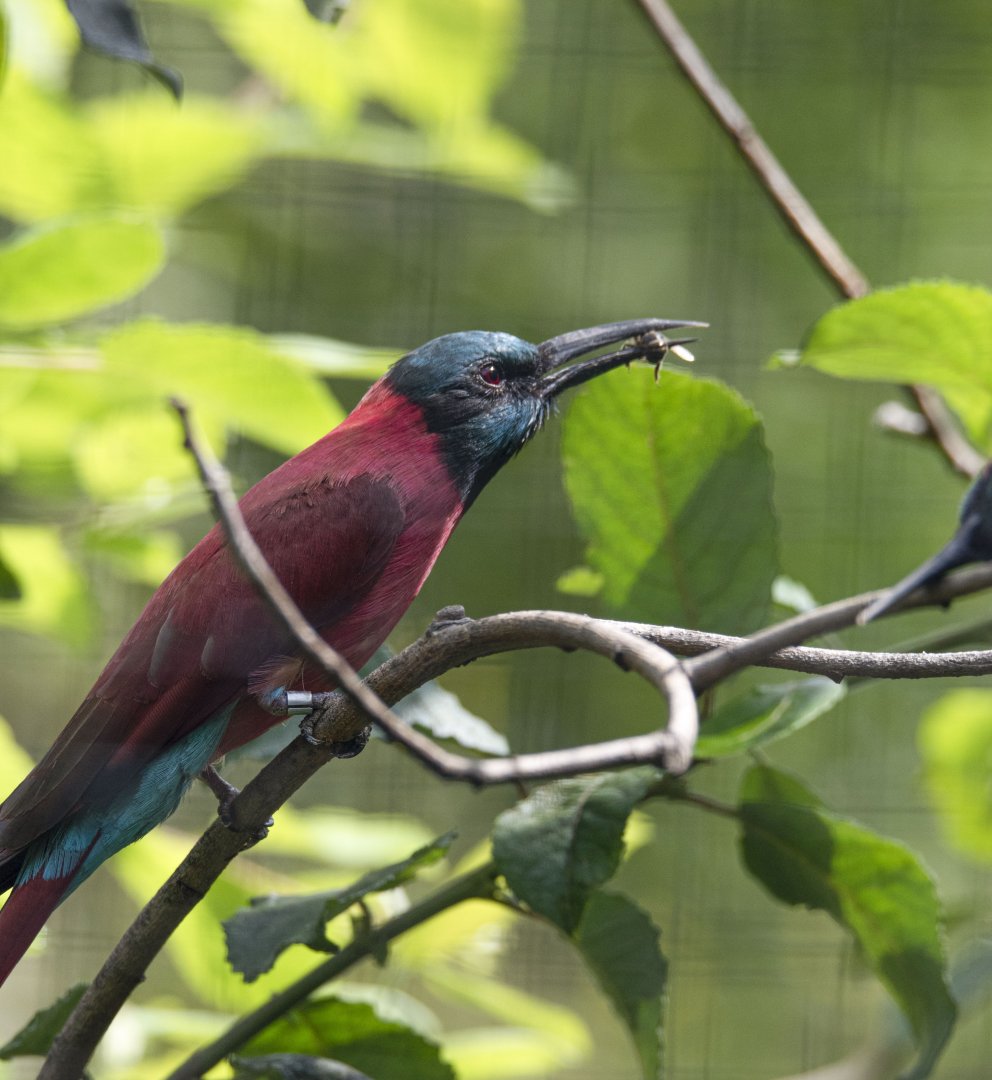 Northern Carmine bee-eater (Merops nubicus)