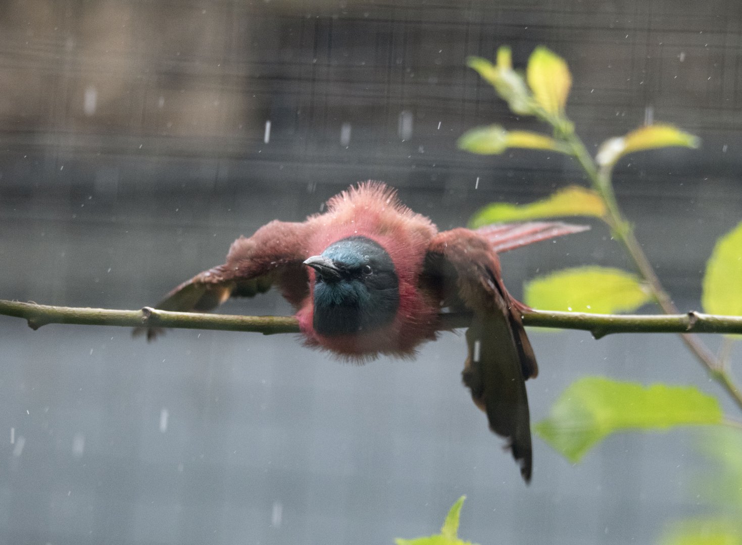 Northern Carmine bee-eater (Merops nubicus)