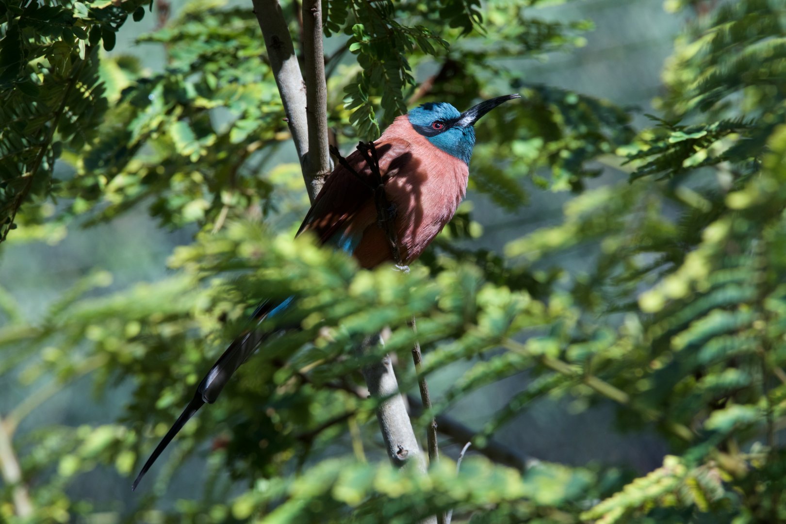 Northern Carmine Bee Eater/ Merops nubicus