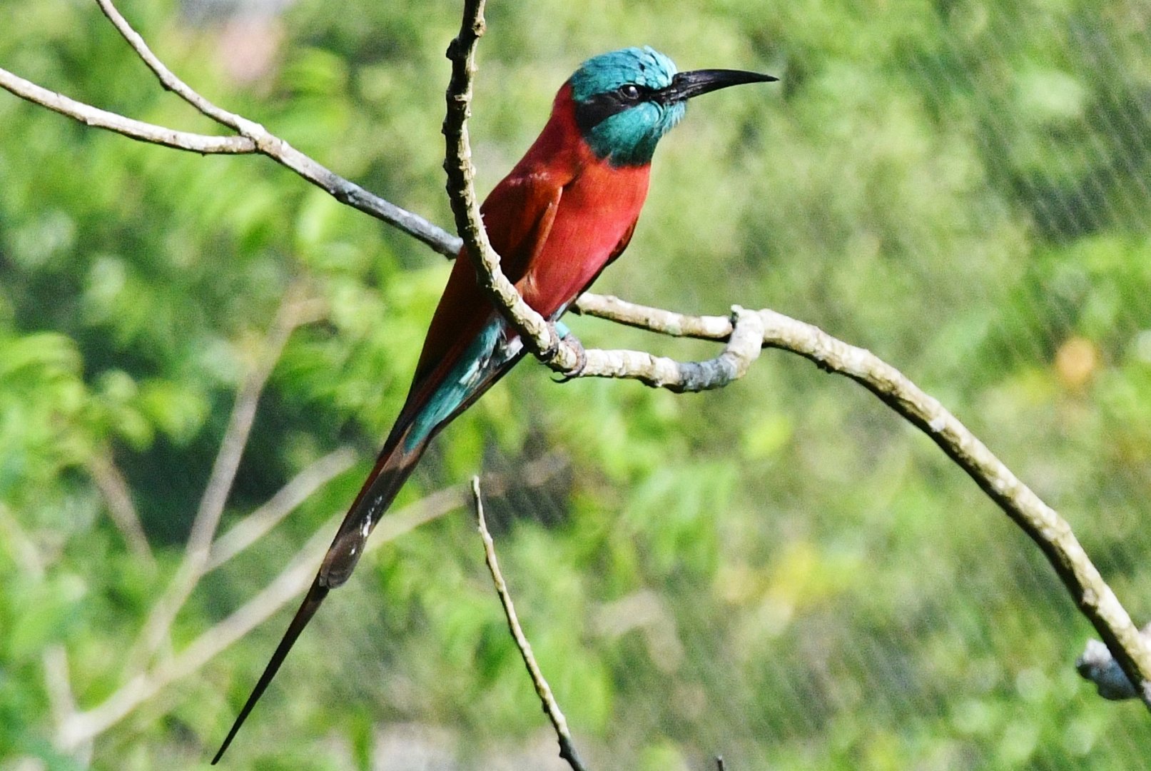 Northern Carmine Bee-eater (Merops nubicus)