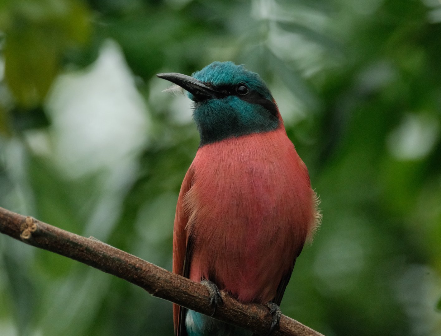 Northern Carmine Bee-eater (Merops nubicus)