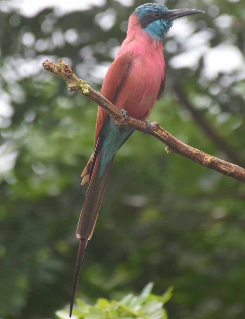 Northern Carmine Bee-eater (Merops nubicus)