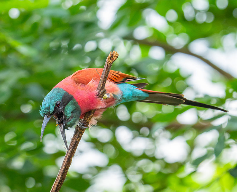 Northern Carmine Bee-eater (Merops Nubicus)