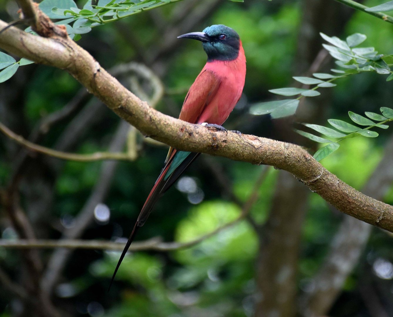 Northern Carmine Bee-eater (Merops nubicus)