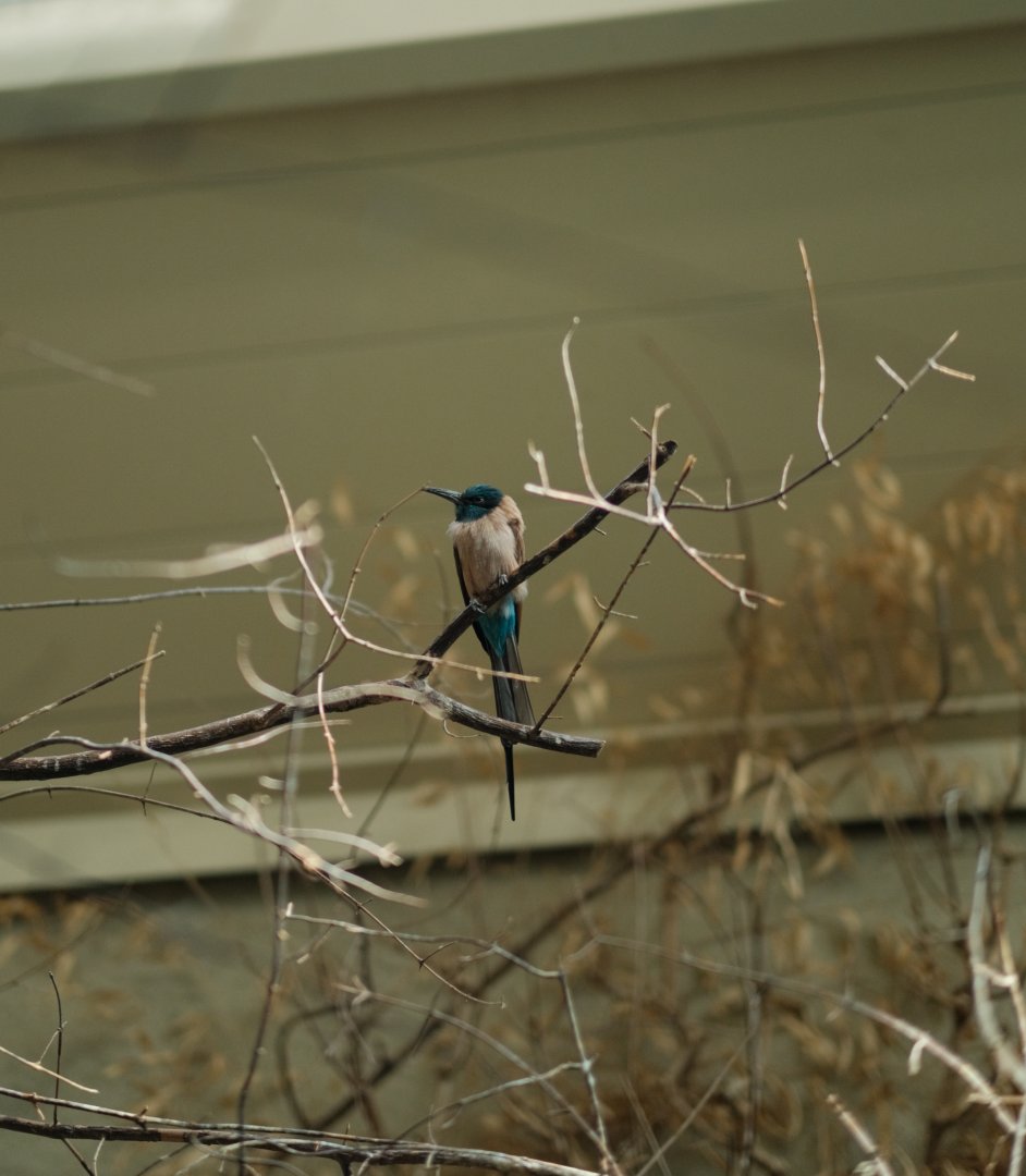 Northern Carmine Bee-eater (Merops nubicus)