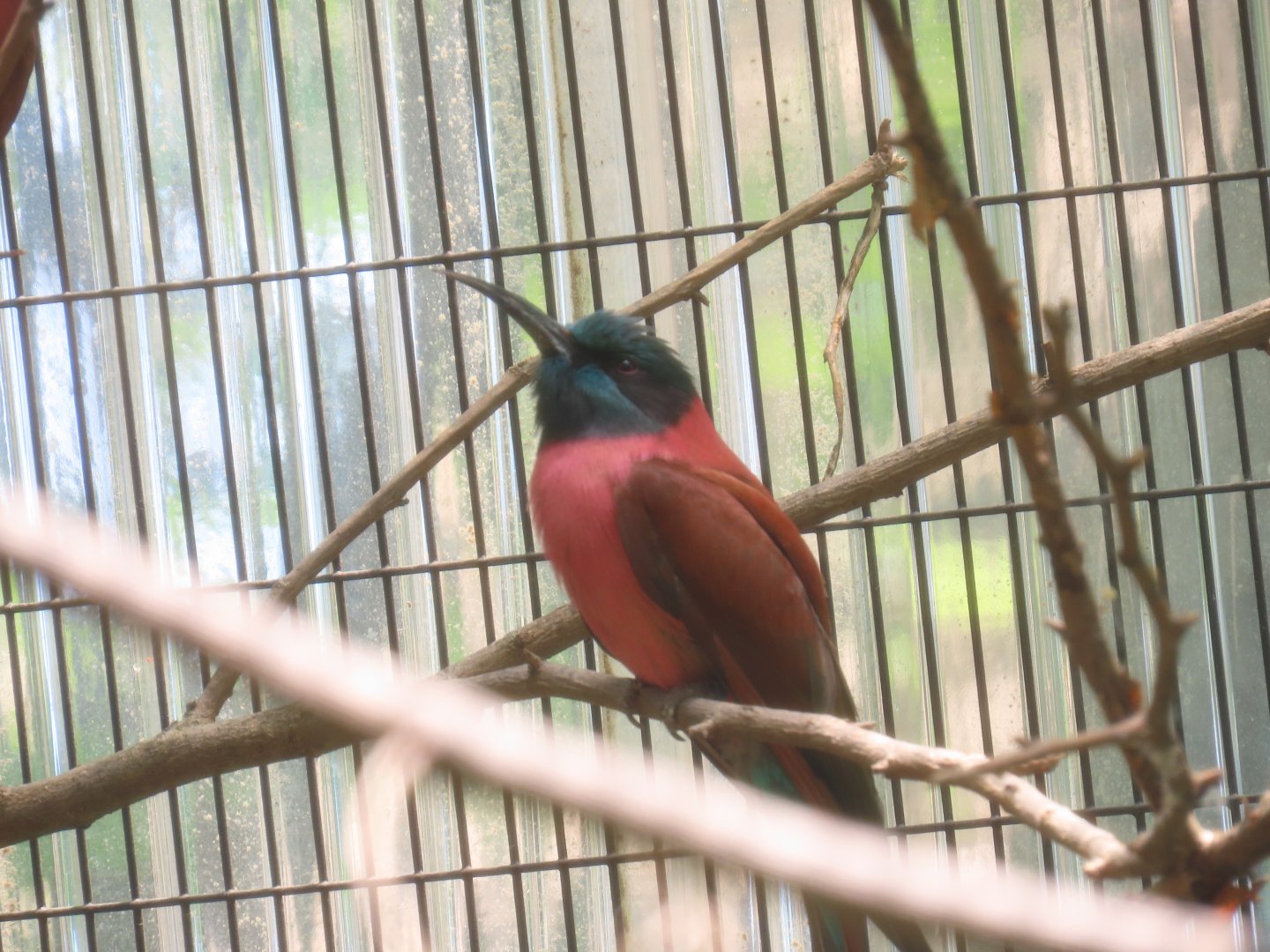 Northern Carmine Bee-eater (Merops nubicus)
