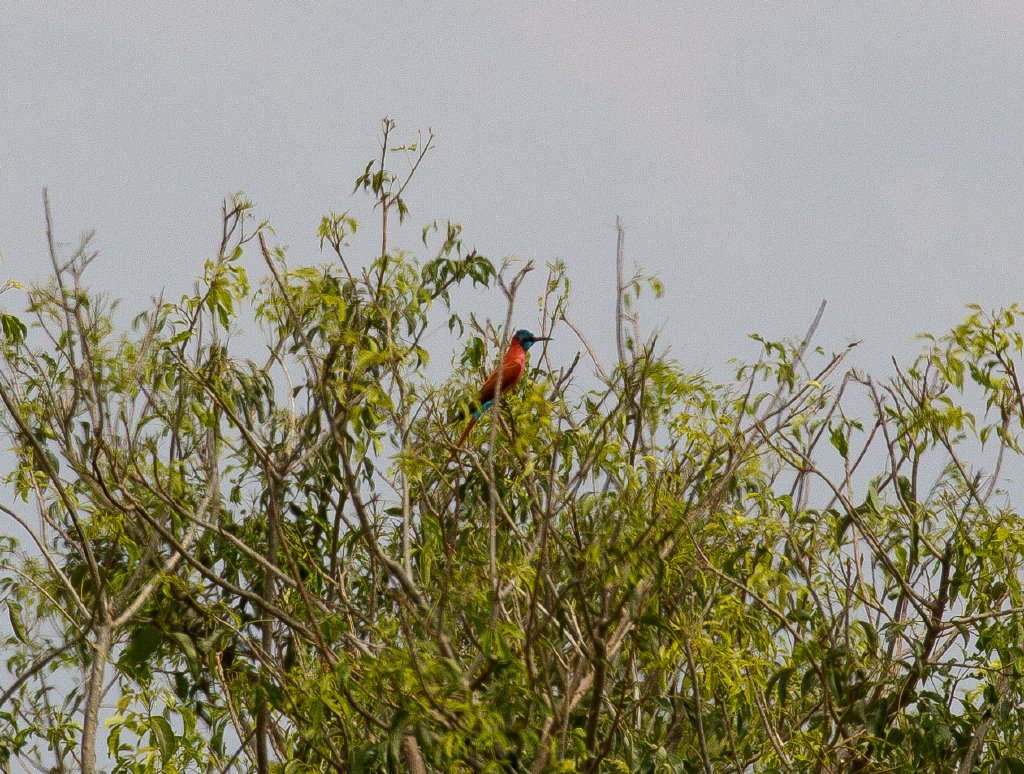 Northern Carmine Bee-eater