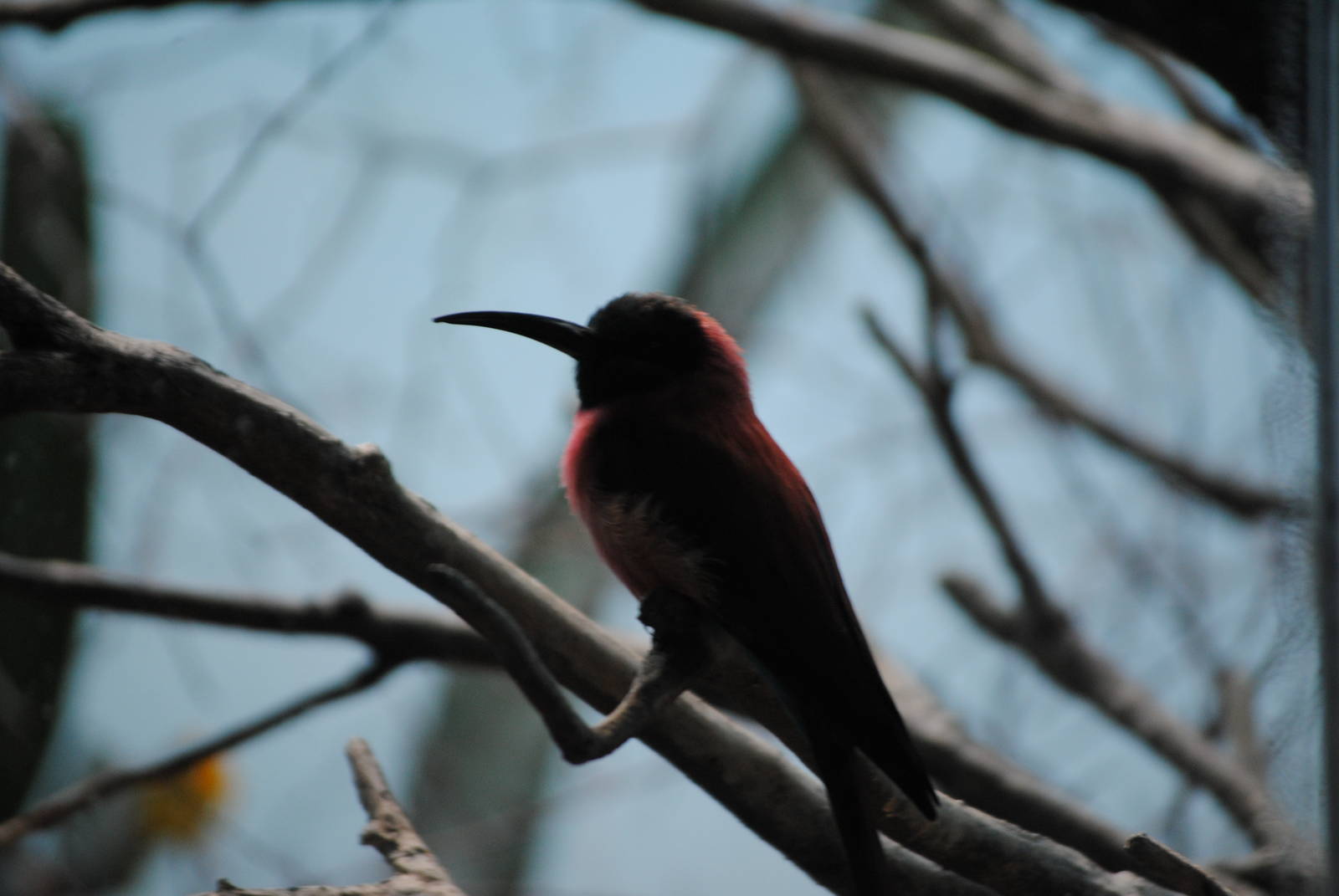 Northern Carmine Bee-Eater