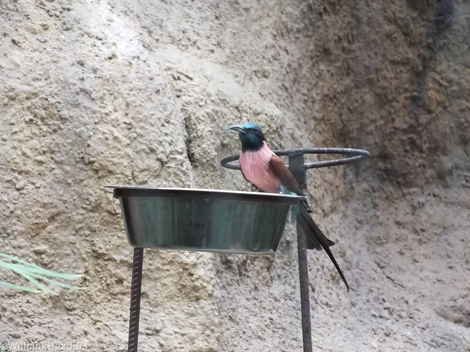 Northern Carmine Bee-eater