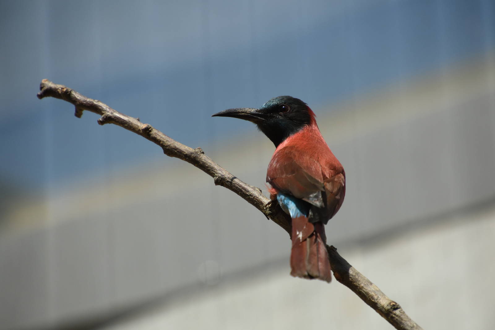 Northern carmine bee-eater