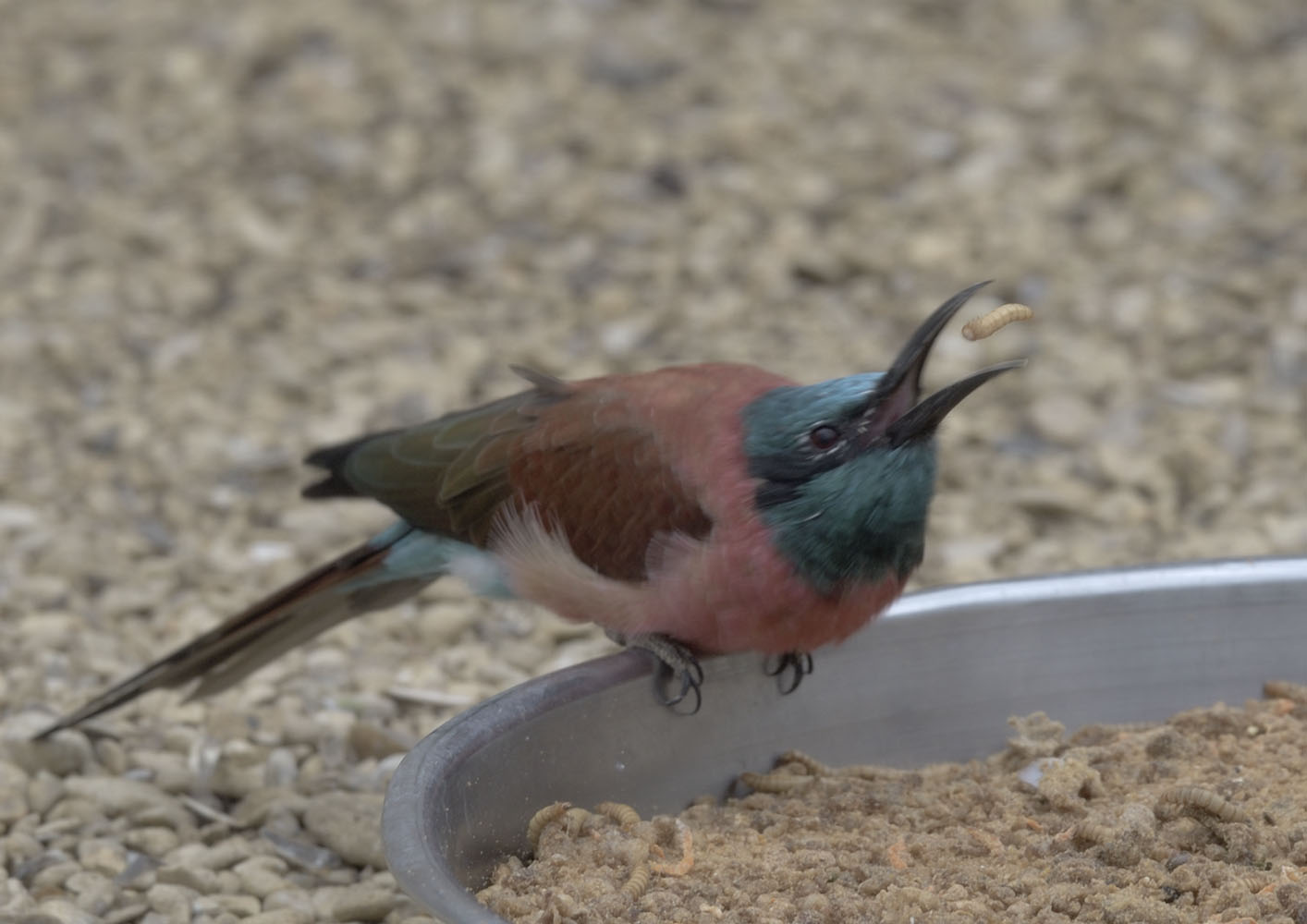 Northern carmine bee-eater