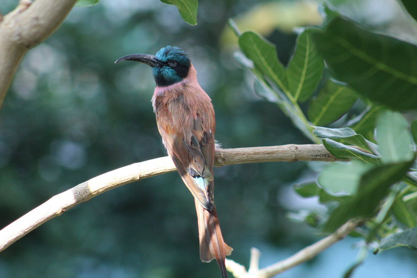 Northern Carmine Bee-Eater