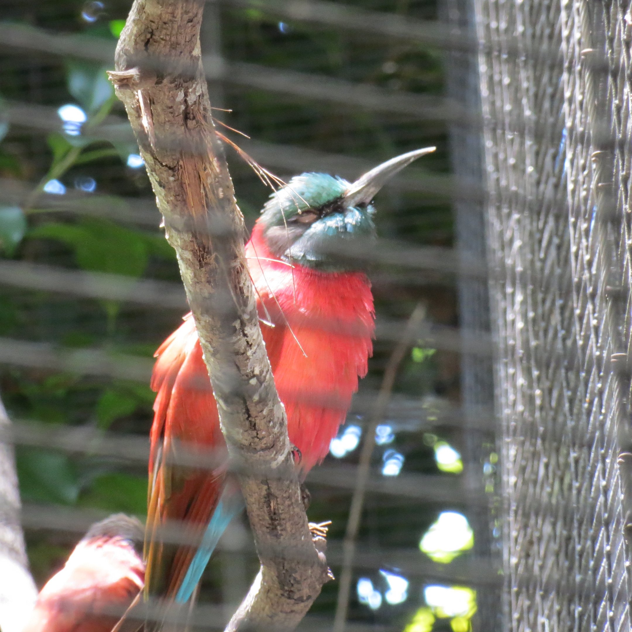 Northern Carmine Bee-Eater