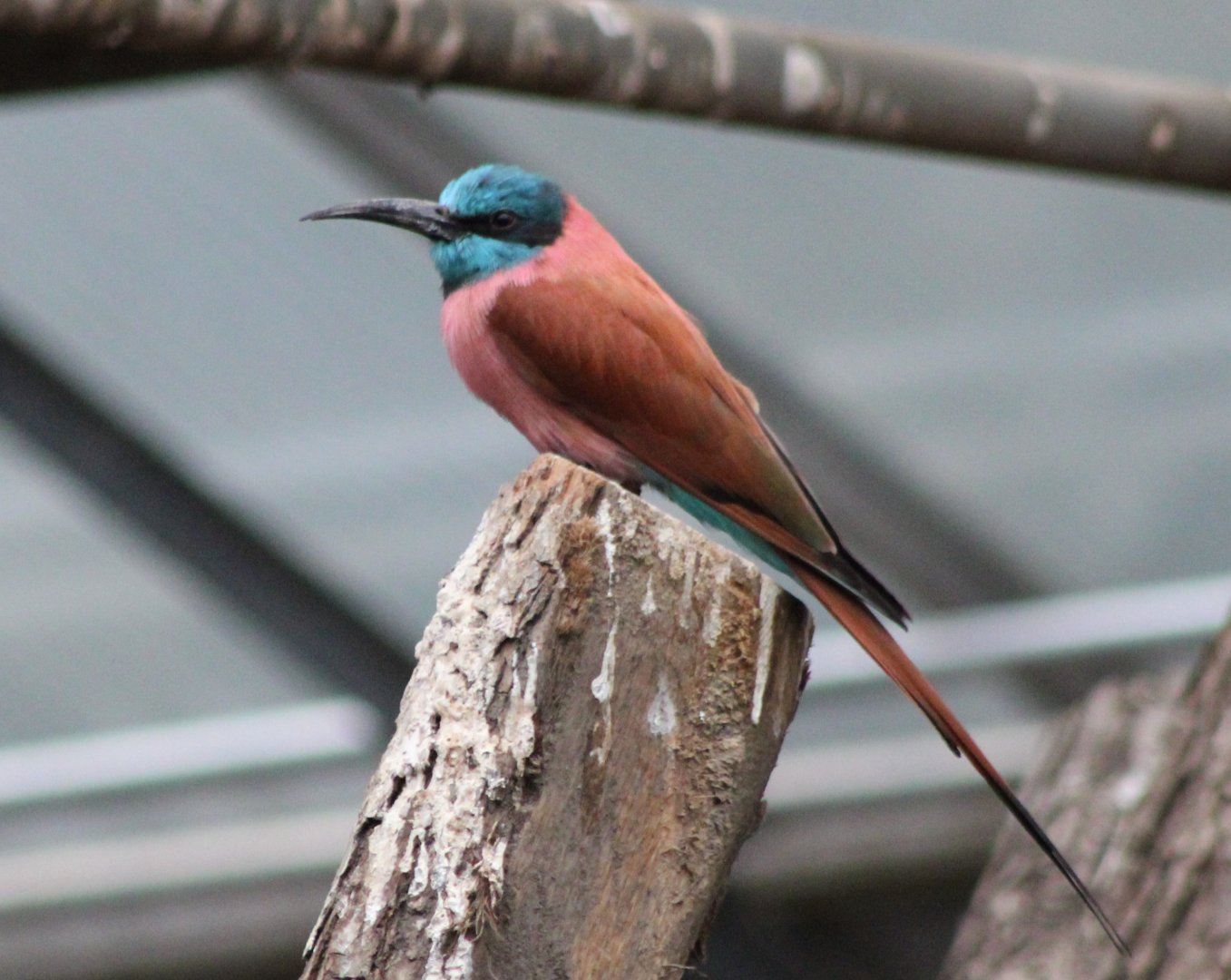 Northern carmine bee-eater