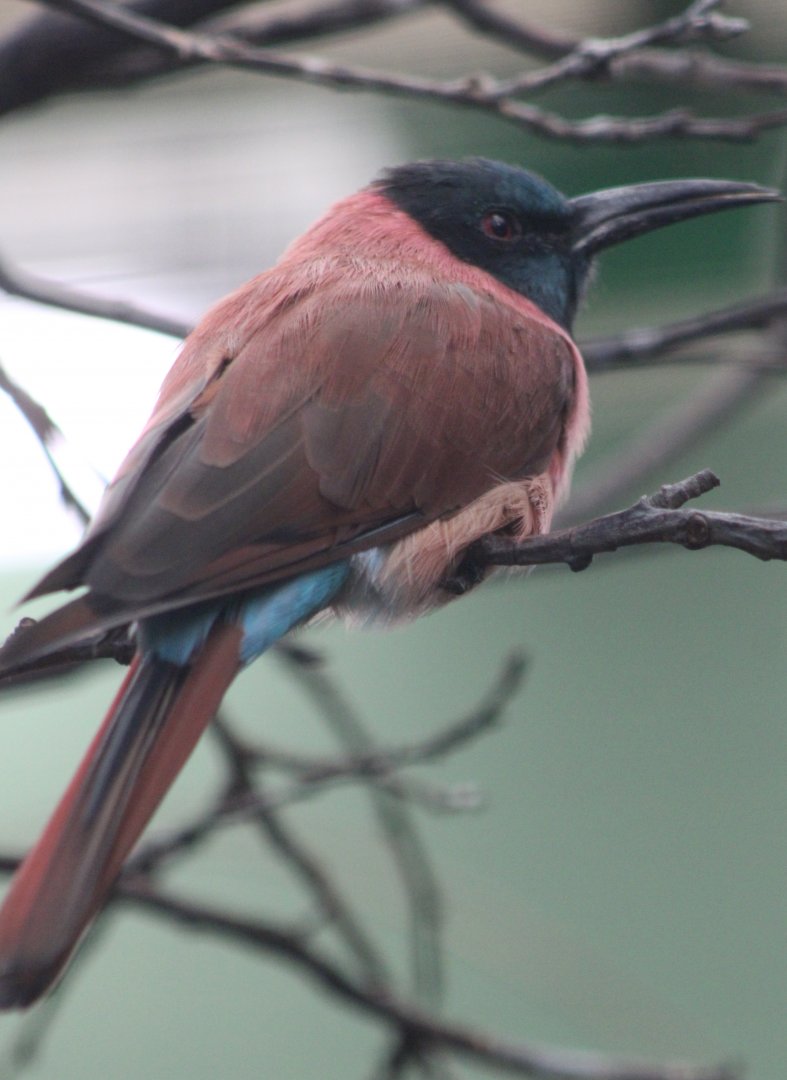 Northern carmine bee-eater