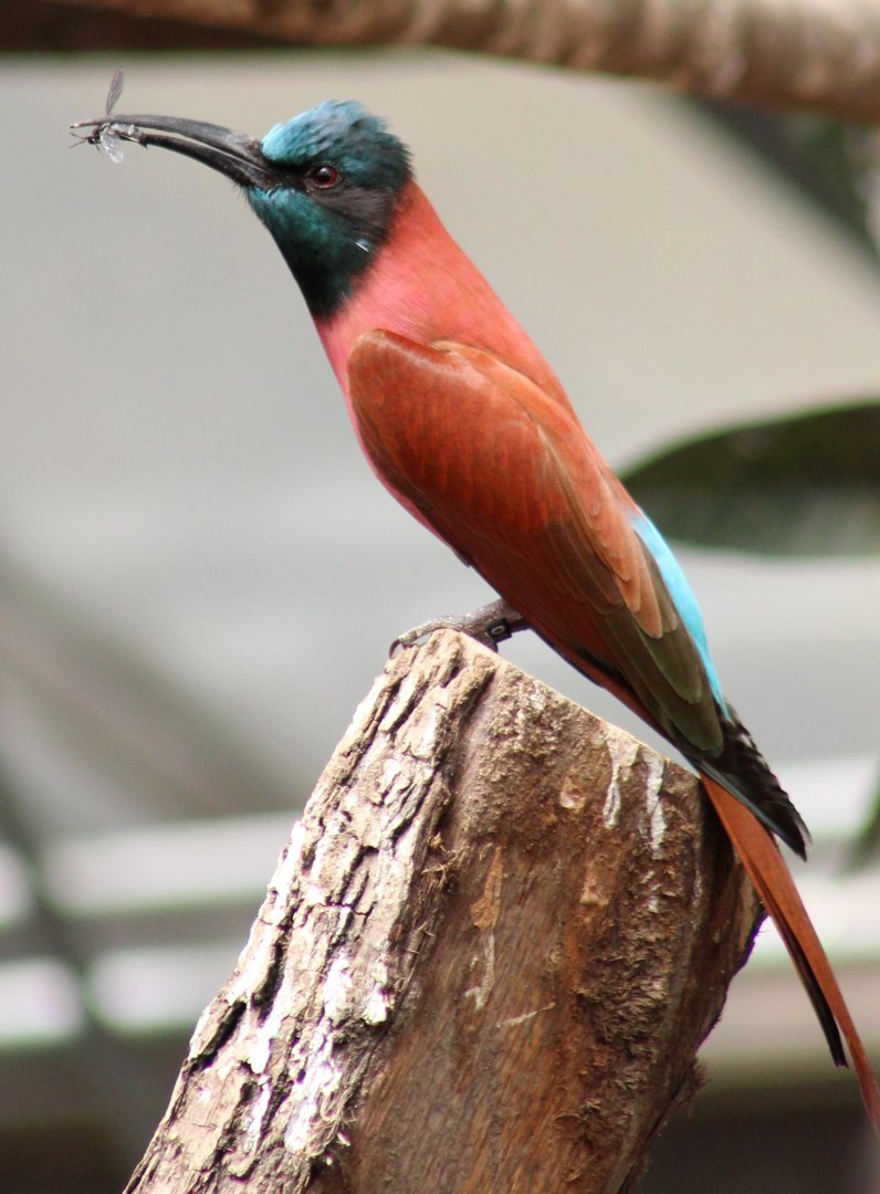 Northern carmine bee-eater
