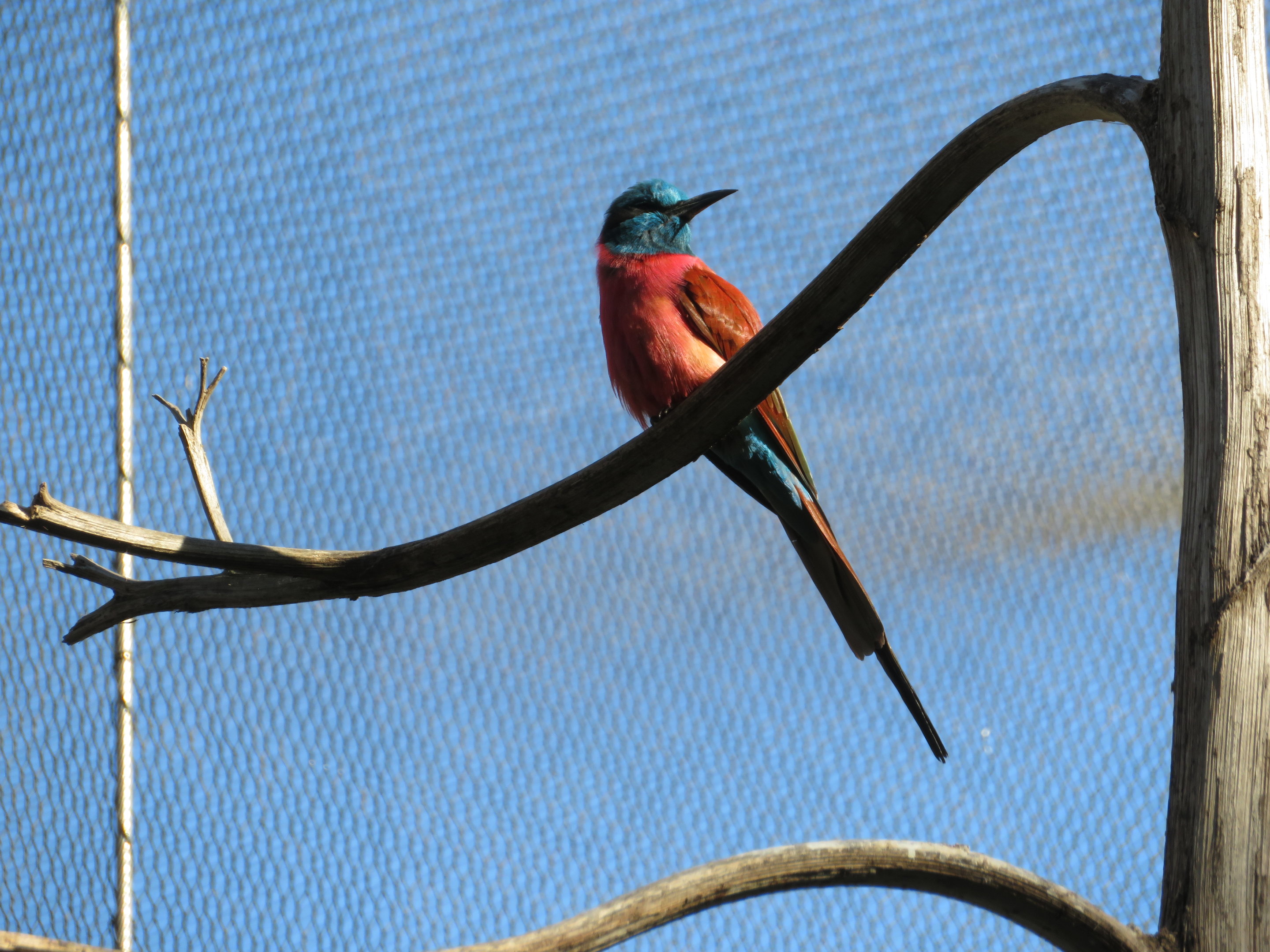 Northern Carmine Bee-eater