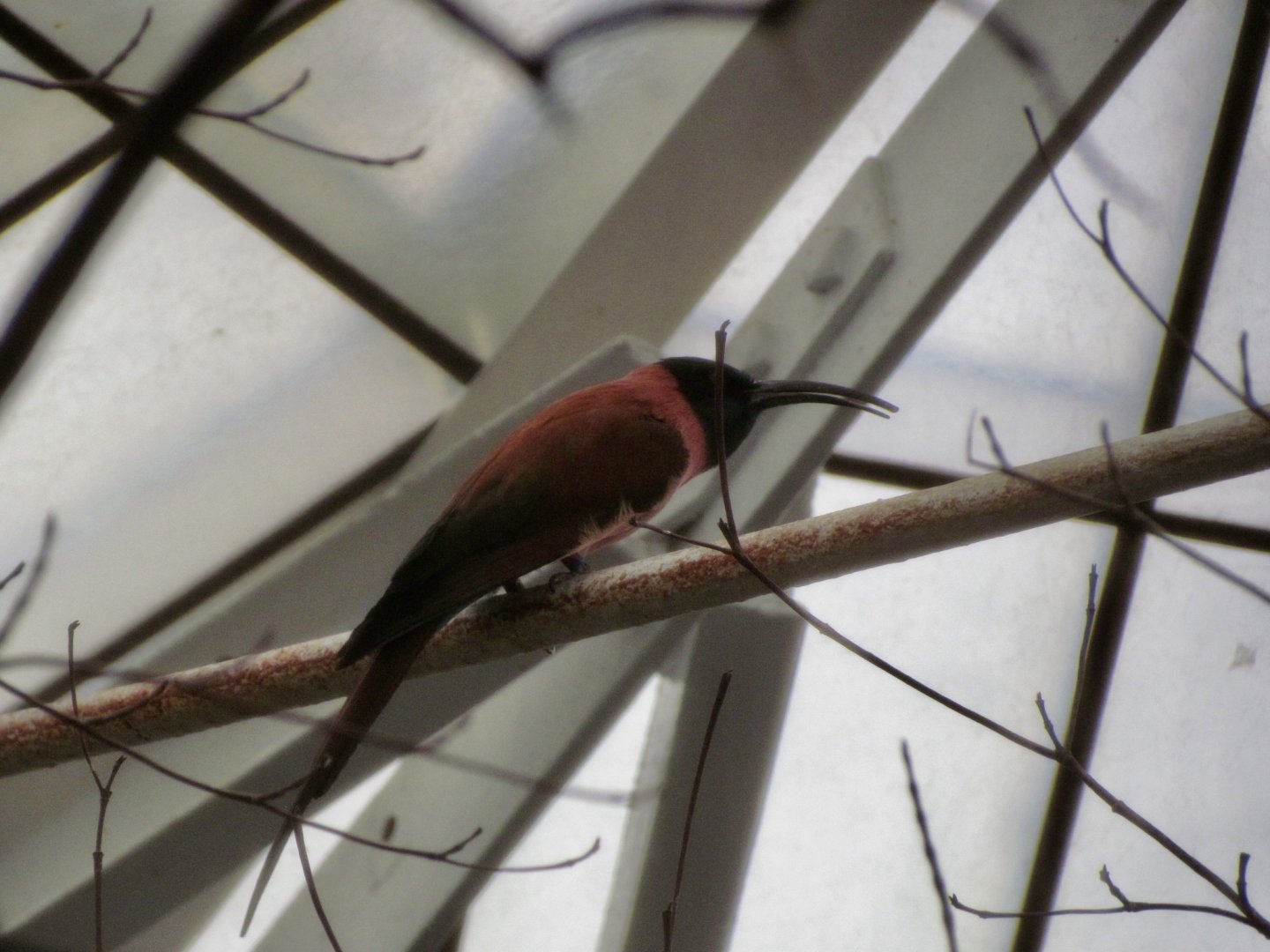 Northern Carmine Bee-eater
