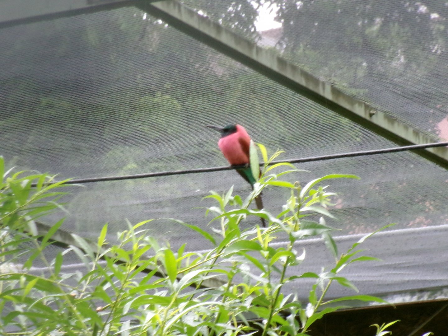 Northern carmine bee-eater