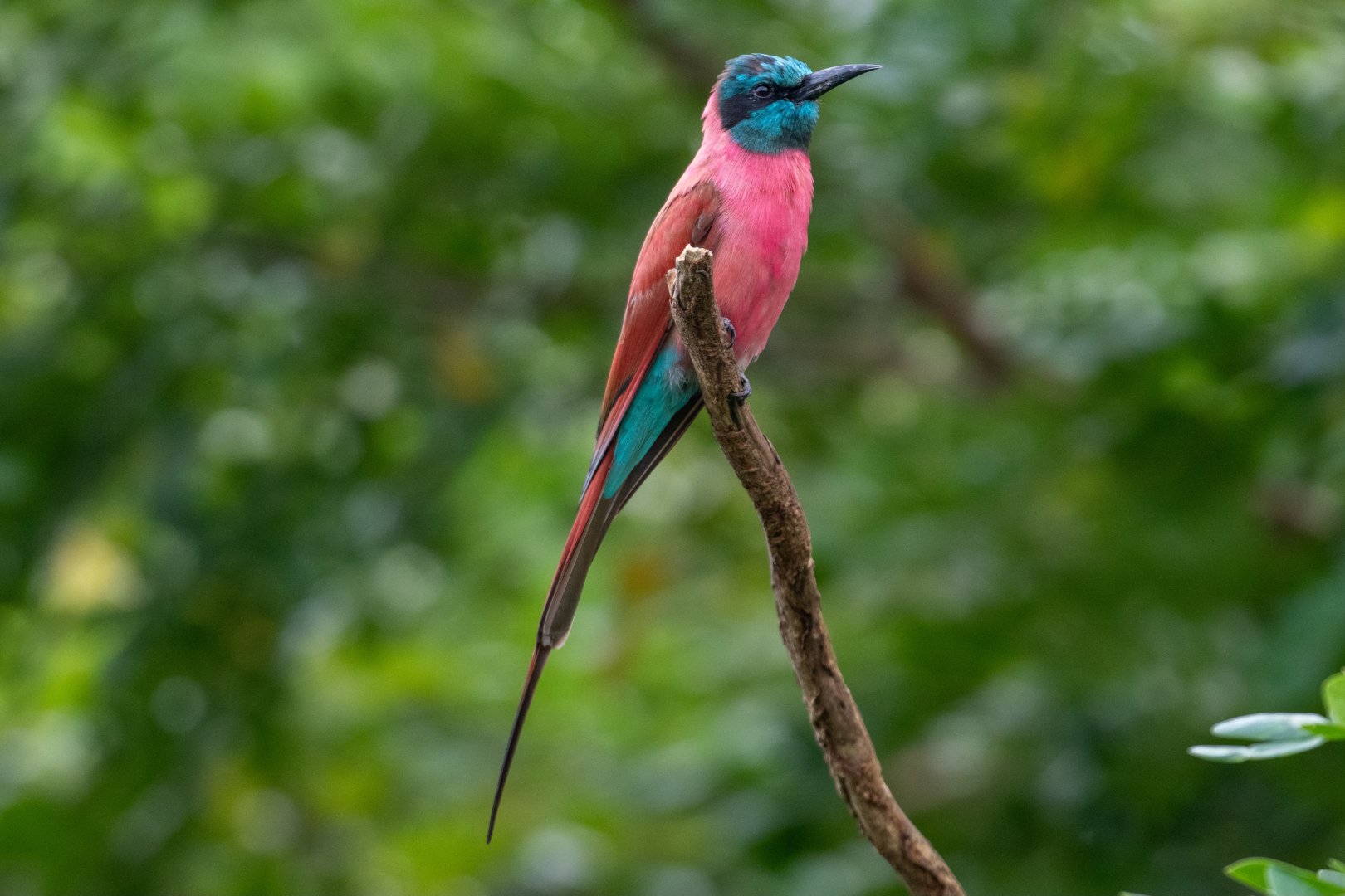 Northern Carmine Bee-eater