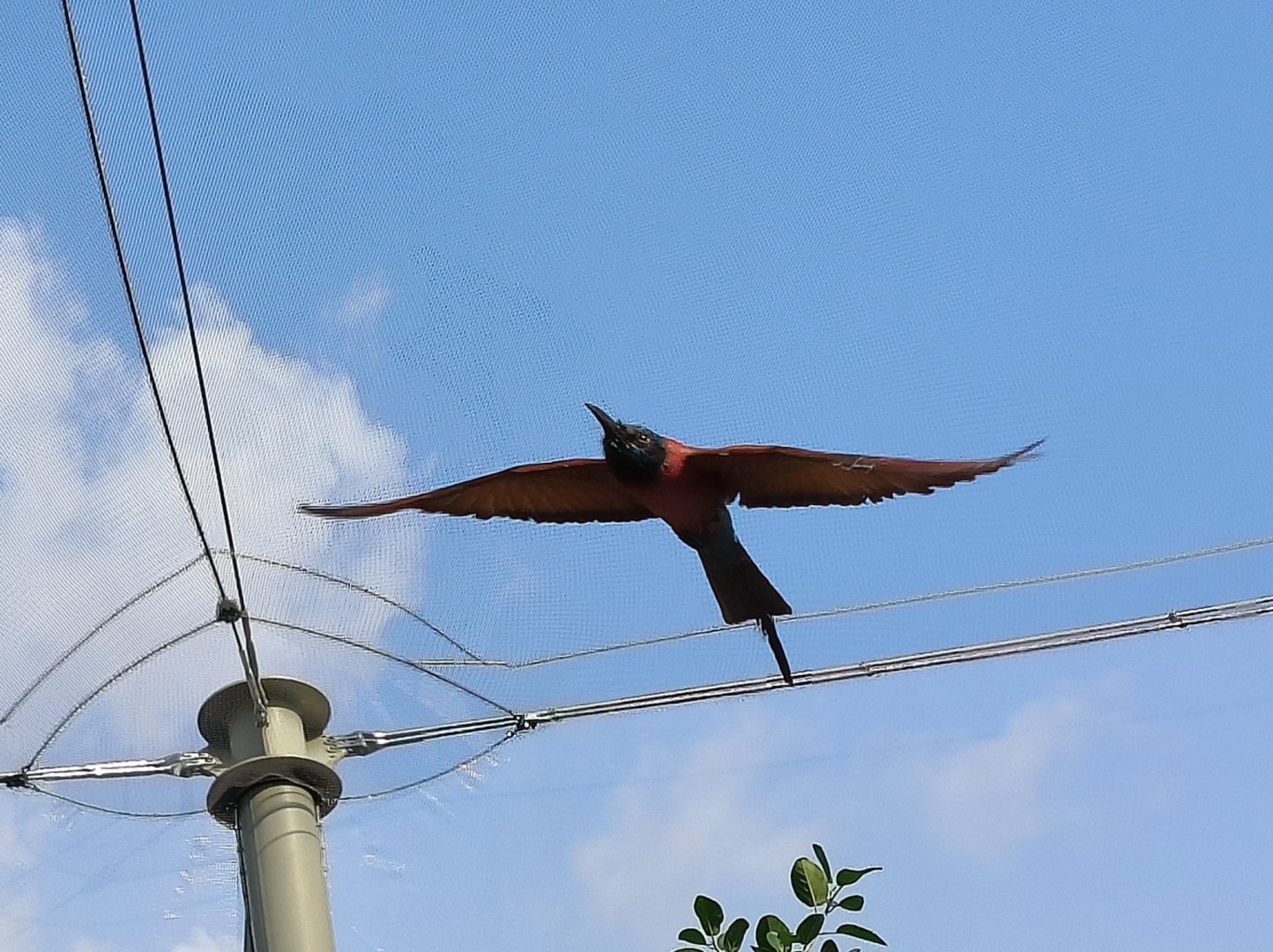 Northern Carmine Bee-Eater