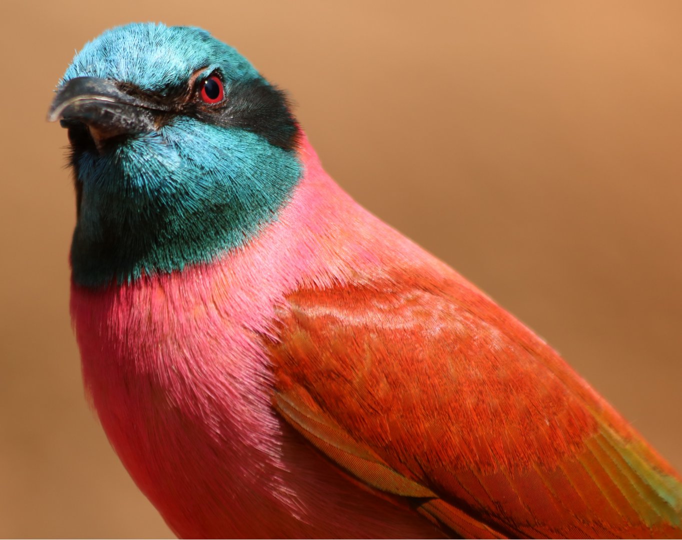 Northern Carmine Bee-eater