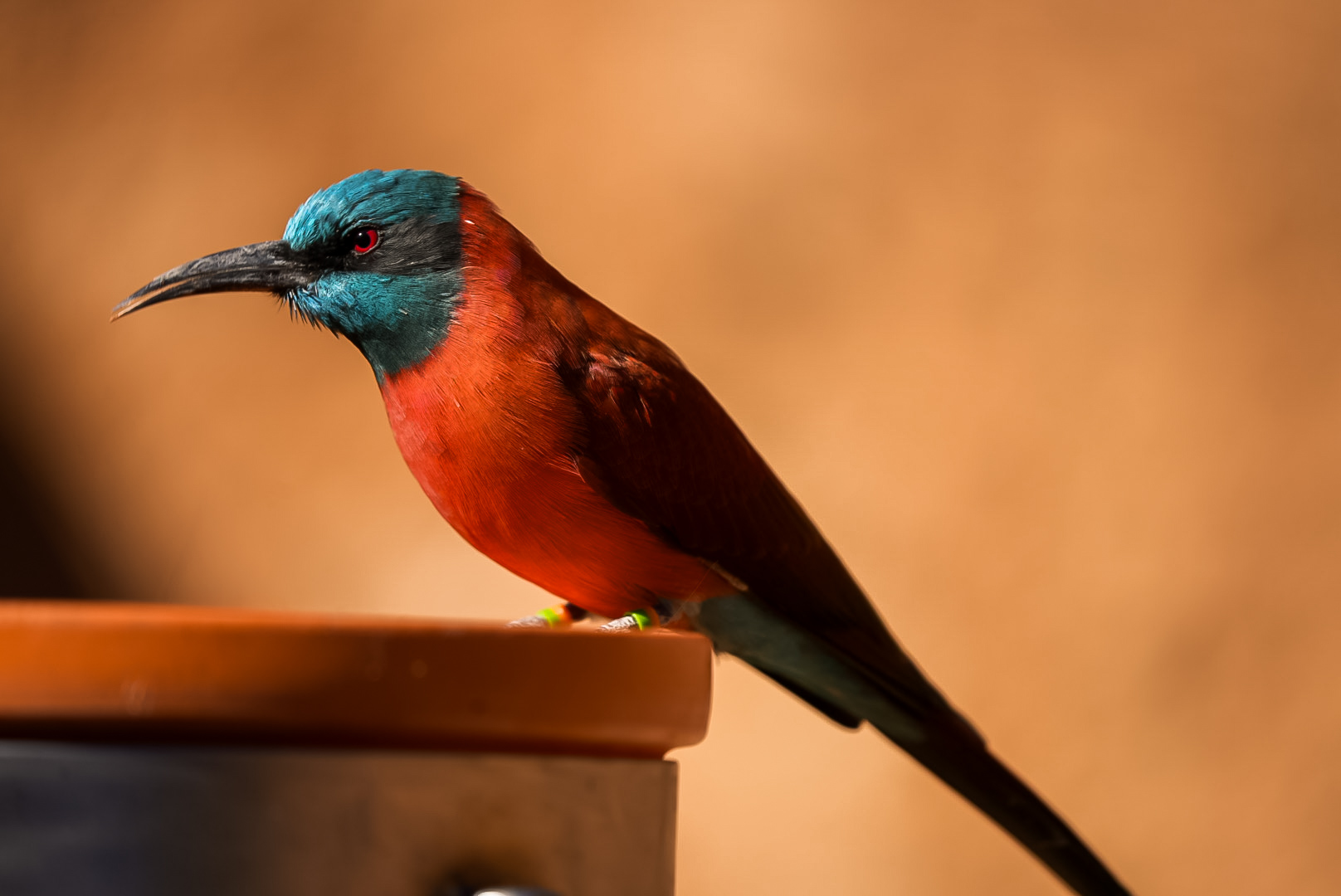 Northern-Carmine Bee Eater