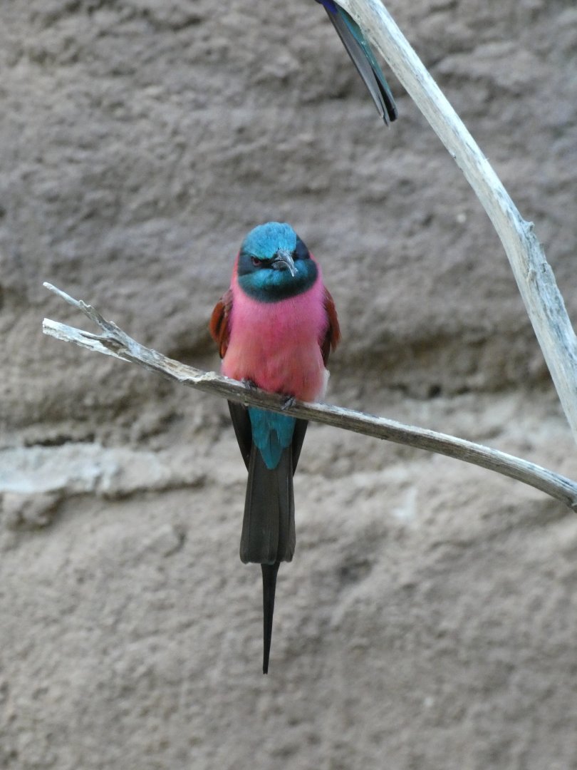 Northern carmine bee eater