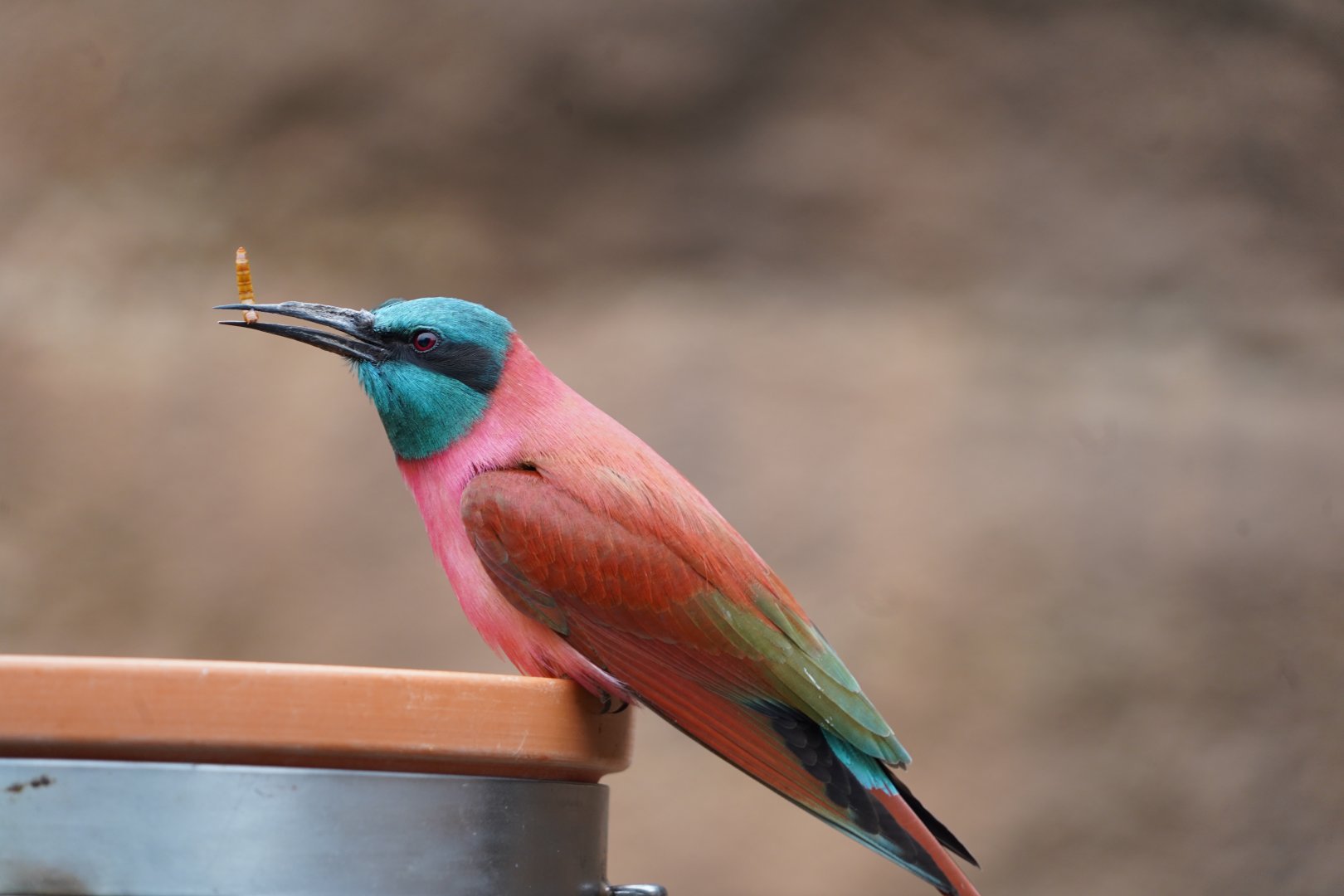 Northern Carmine Bee-eater