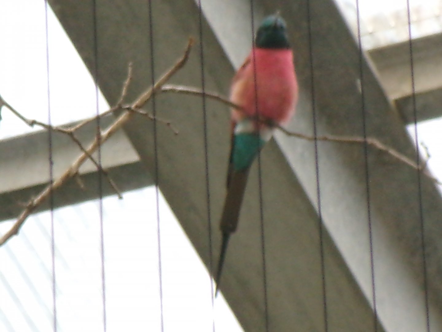 Northern carmine bee-eater